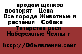 продам щенков восторят › Цена ­ 7 000 - Все города Животные и растения » Собаки   . Татарстан респ.,Набережные Челны г.